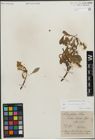 Foto von Salix glabra Scop.